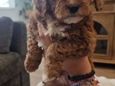 Toy/Mini Goldendoodle Puppies