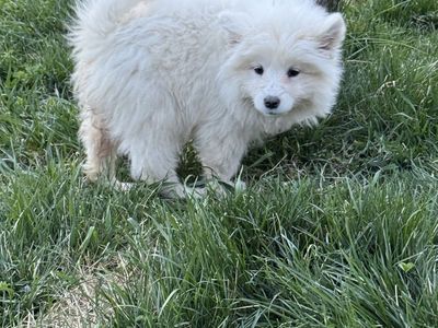 Samoyed Puppies