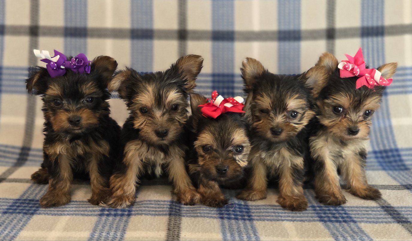 Tiny Teacup Yorkies
