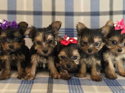Tiny Teacup Yorkies