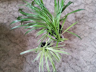 Spider Plant Starts