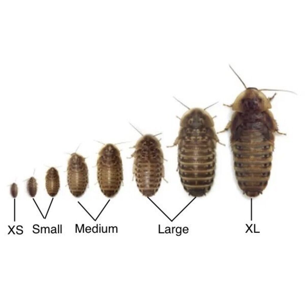 Dubia Roaches