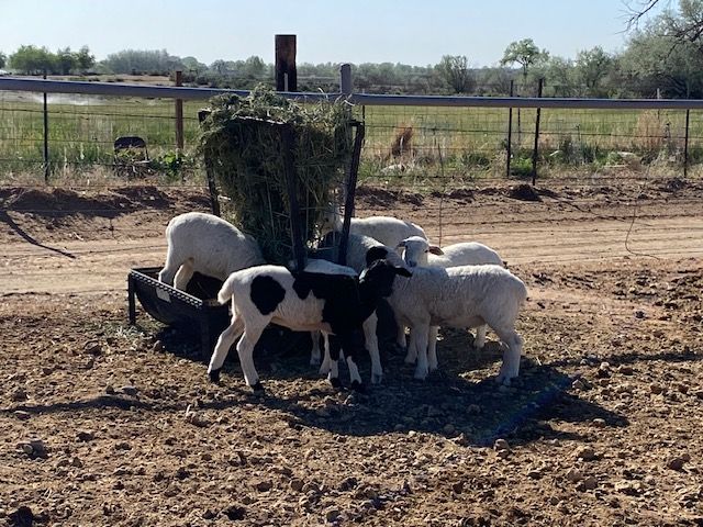 Dorper and Dorper/Royal White Cross Ram and Ewe Lambs