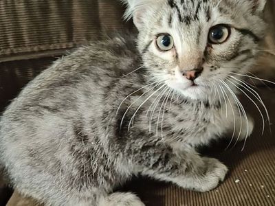 Kittens to forever homes