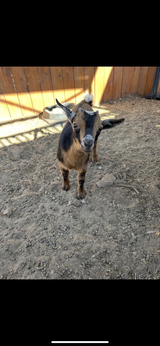 8 week old Nigerian dwarf buck