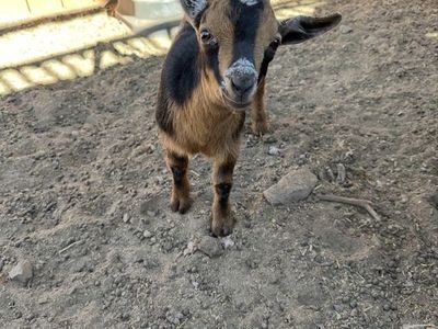 8 week old Nigerian dwarf buck