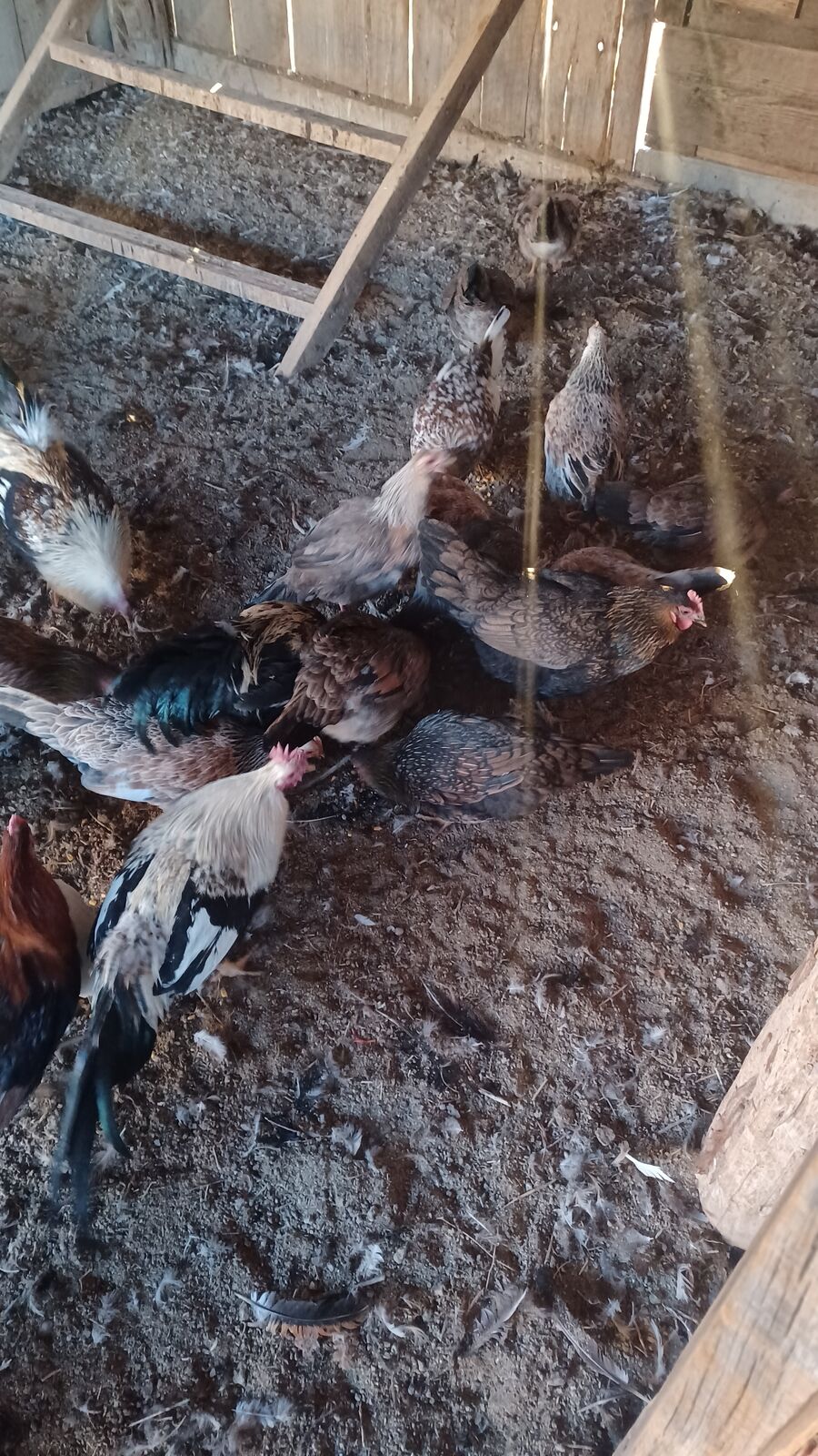 Barnyard roosters