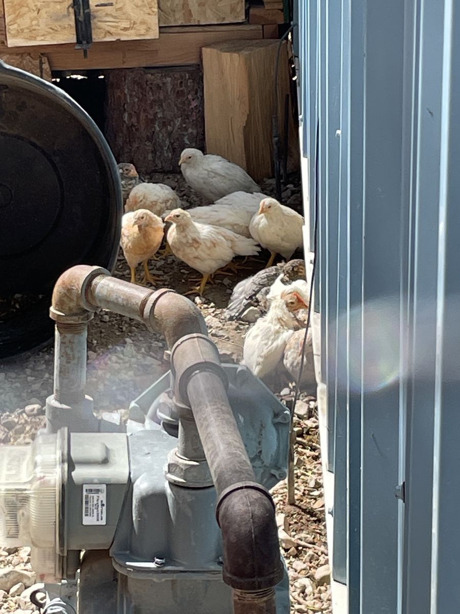 2 Month Old Leghorn Cross Chicks