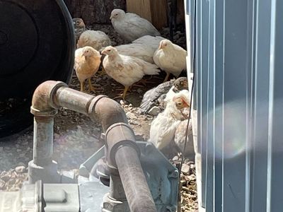 2 Month Old Leghorn Cross Chicks