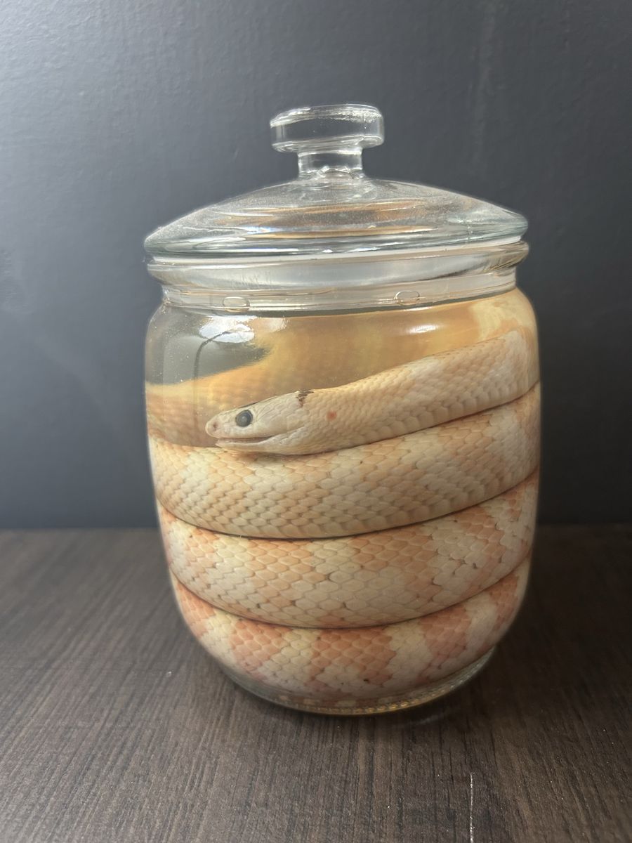 Wet specimen
