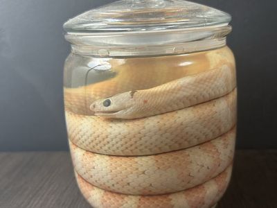 Wet specimen
