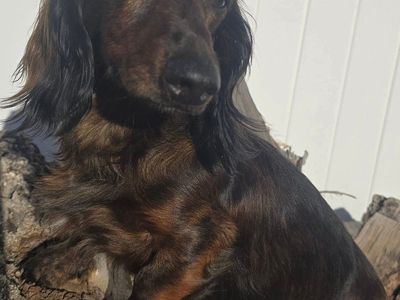 AKC Health Tested Dachshund STUD