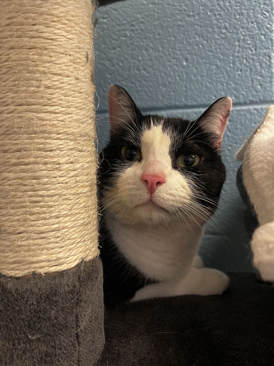 A164179, Cosmo is Available for Adoption