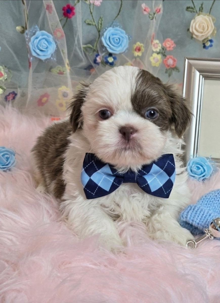Beautiful imperial shih tzu