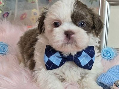 Beautiful imperial shih tzu