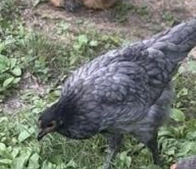 Sapphire Gem Hens