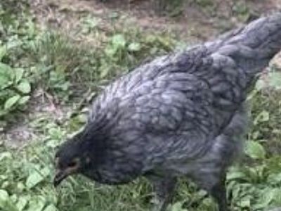 Sapphire Gem Hens