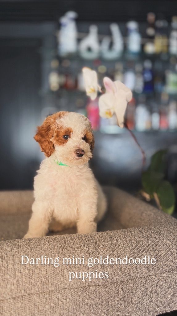 Gorgeous Mini Goldendoodle Puppies