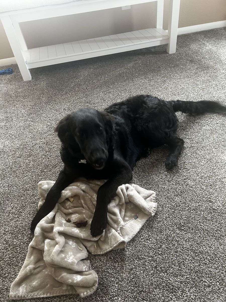 Rehoming-Free