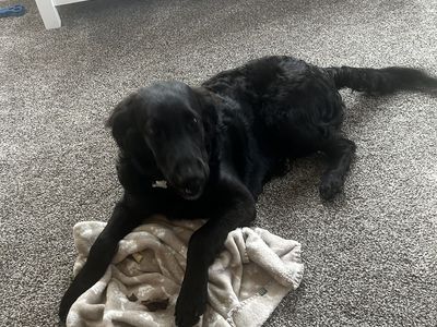 Rehoming-Free