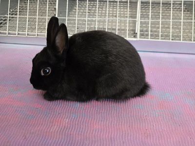 Purebred Polish mini dwarf size boy