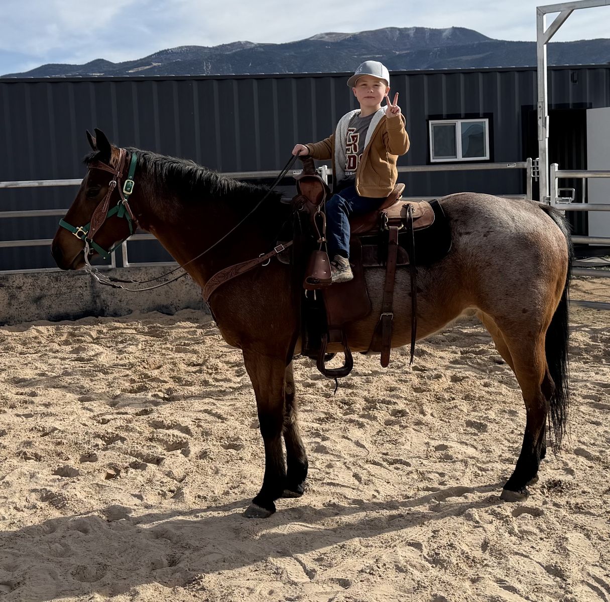 12 Year Old Registered AQHA Gelding