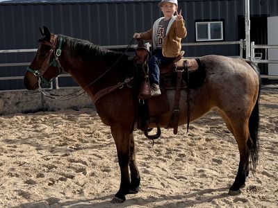 12 Year Old Registered AQHA Gelding