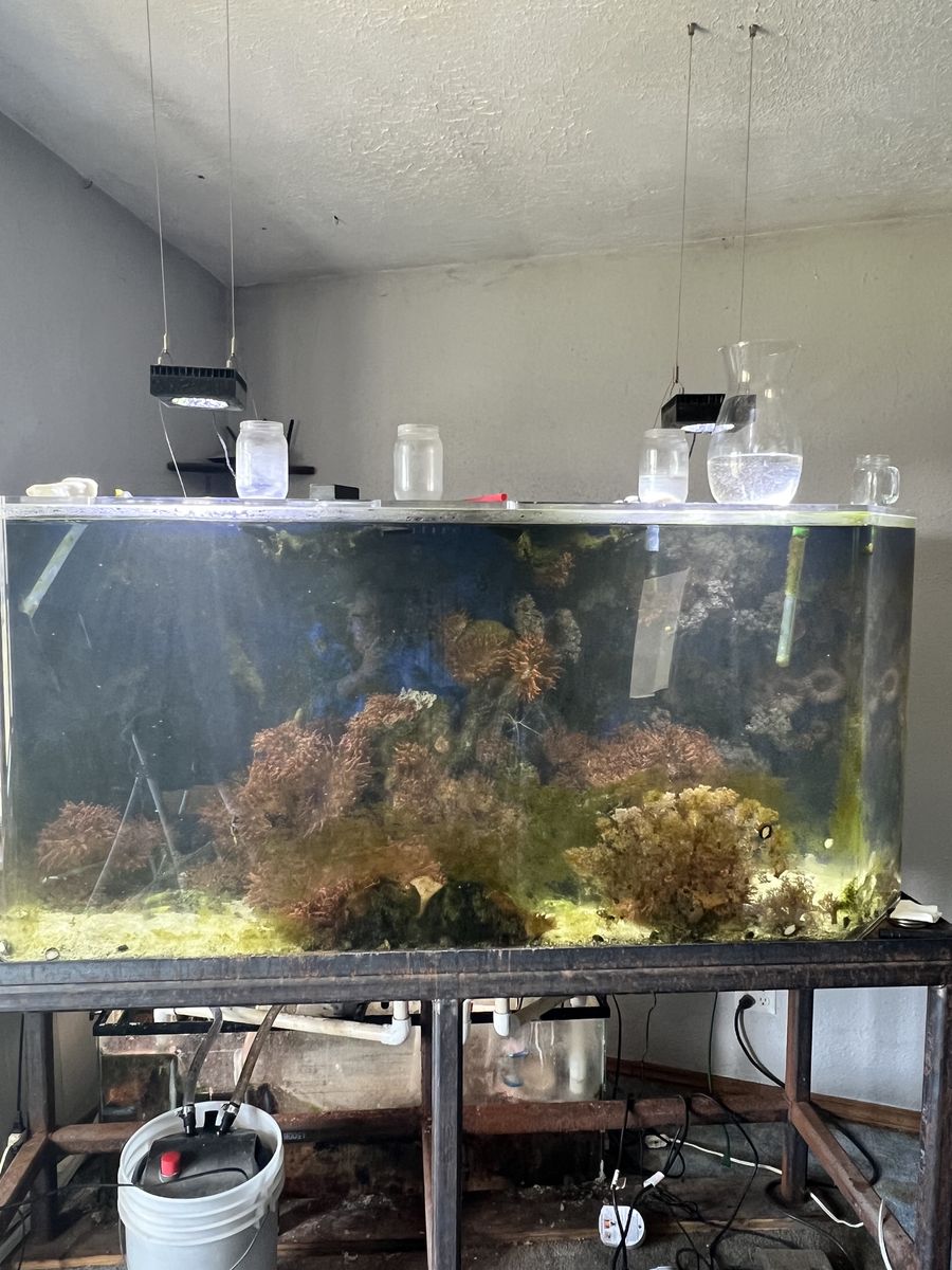 200 Gallon saltwater fish tank for sale