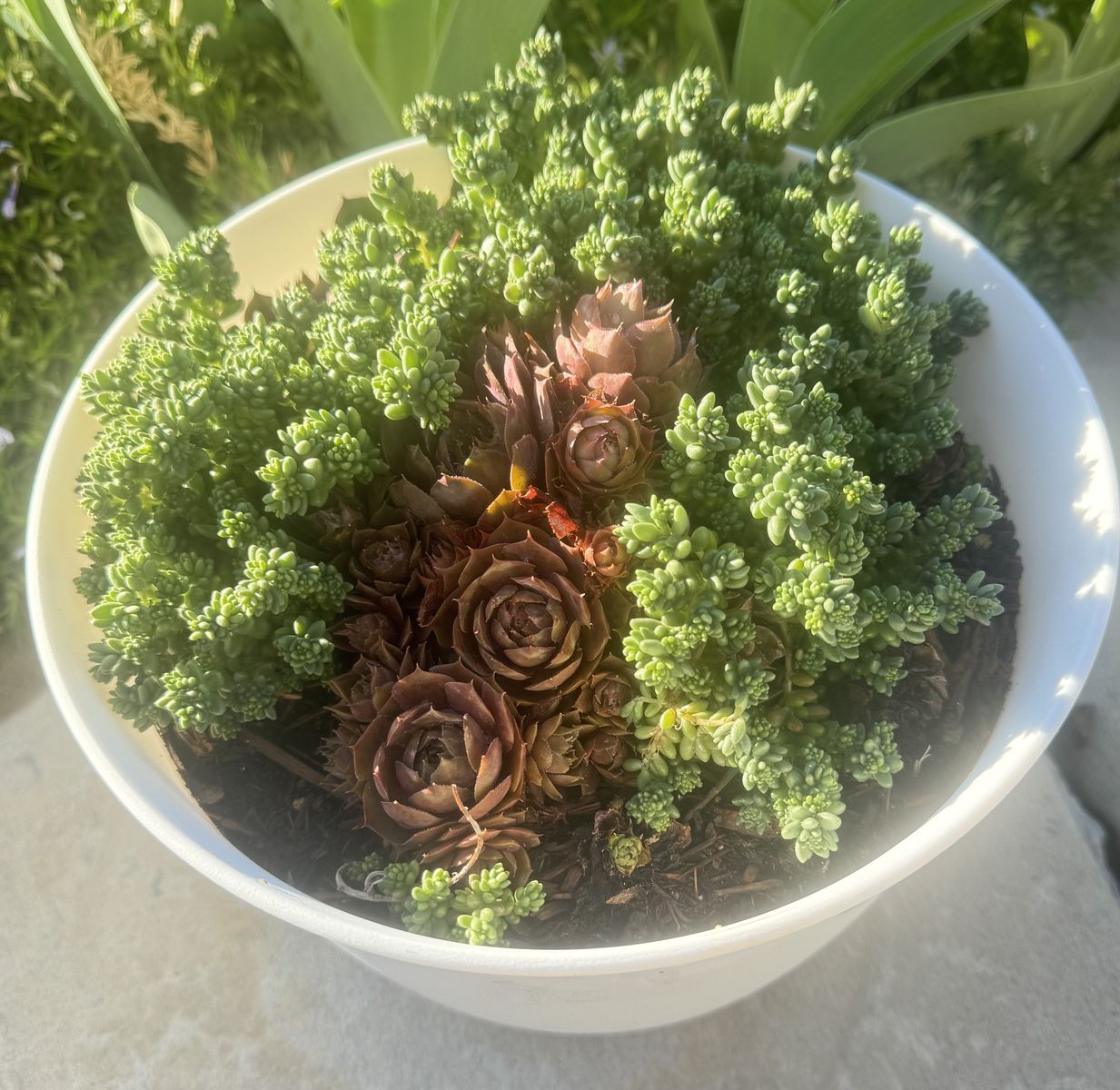 Real succulents sempervivum sedum in white planter