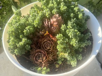 Real succulents sempervivum sedum in white planter