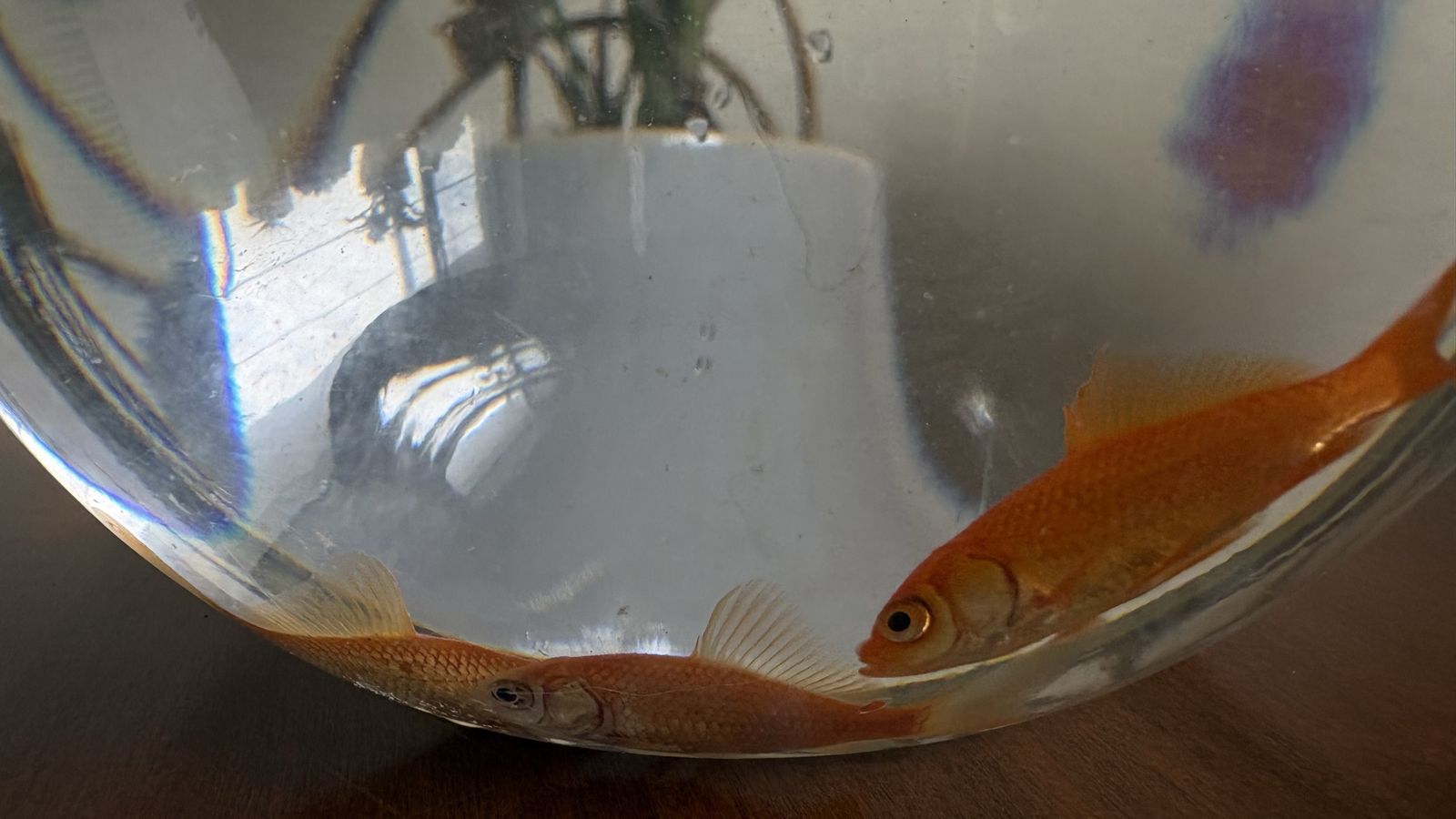3 Feeder Goldfish - Need Gone (SLC Pick Up)