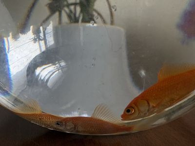 3 Feeder Goldfish - Need Gone (SLC Pick Up)