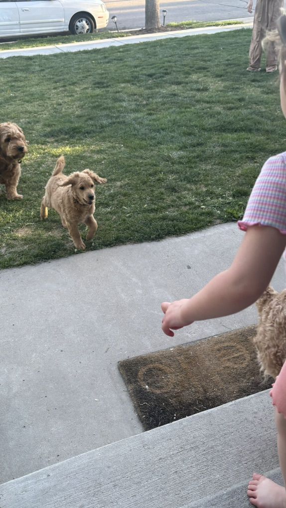 Male Mini Golden Doodle