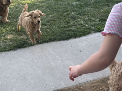Male Mini Golden Doodle