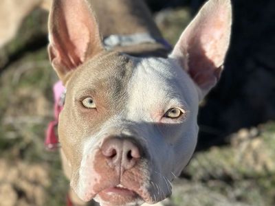 Hello my name is Babe