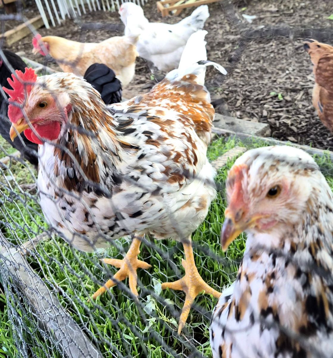 Aloha rooster