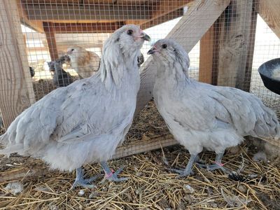Self Blue/Lavender Ameraucana Pullets!