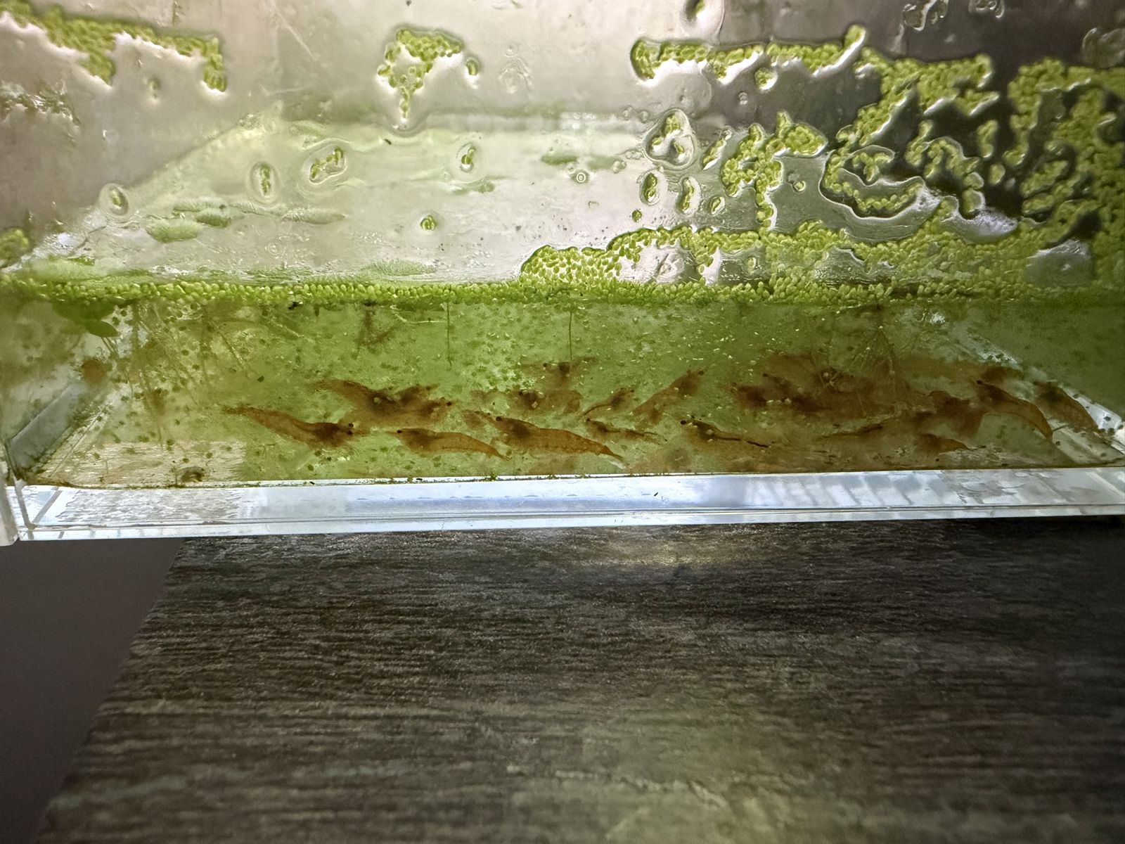 Scoop full of Orange Neocaridina Shrimp Culls