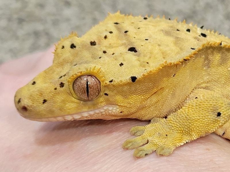 Adorable Female Flame-Dalmatian Crested Gecko