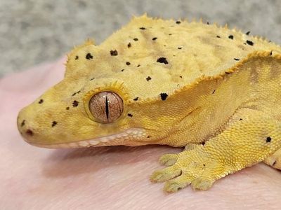 Adorable Female Flame-Dalmatian Crested Gecko