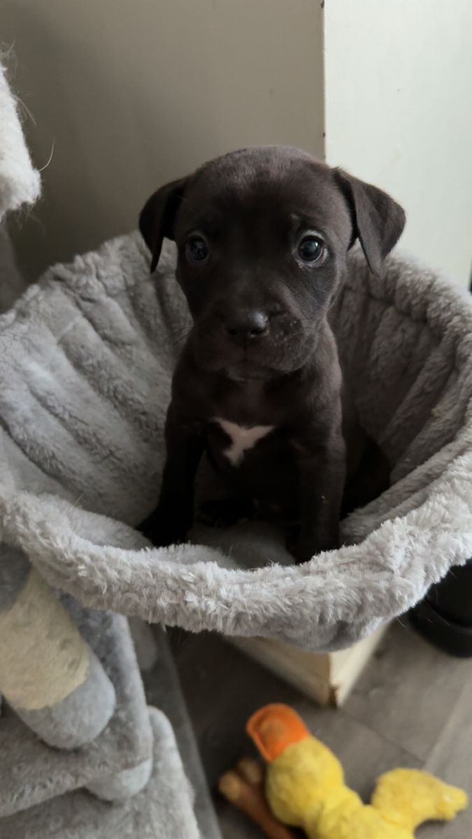 Cane Corso X Pitbull READY NOW