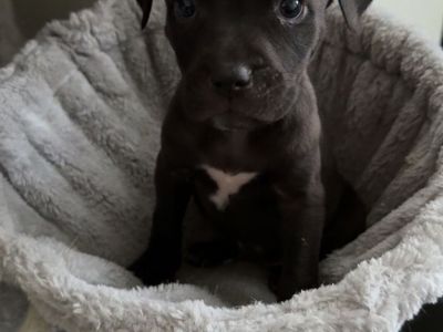 Cane Corso X Pitbull READY NOW