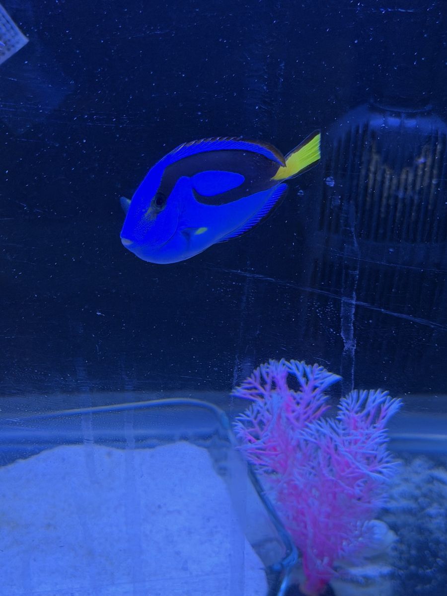Blue Tang