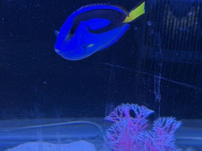 Blue Tang