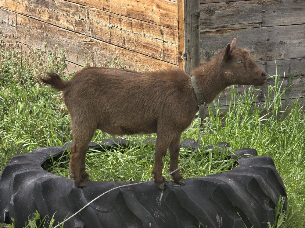 tiny registered nigerian dwarf female in milk