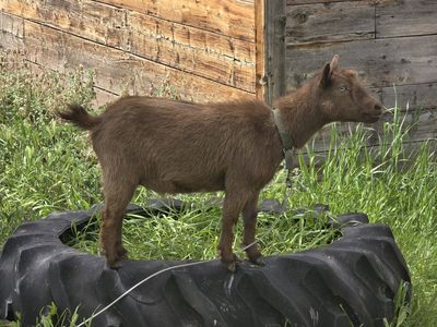 tiny registered nigerian dwarf female in milk