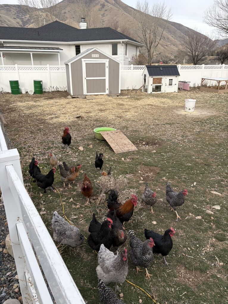 Laying Hens, Chickens