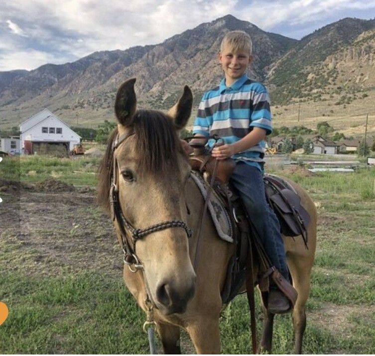 Gypsy Buckskin Mare - 10 years old
