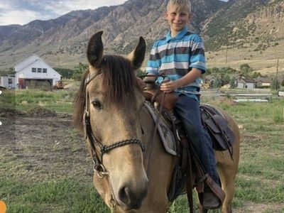Gypsy Buckskin Mare - 10 years old