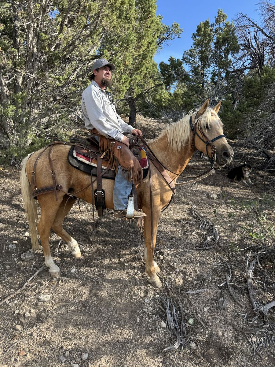 3 year old palomino gelding.